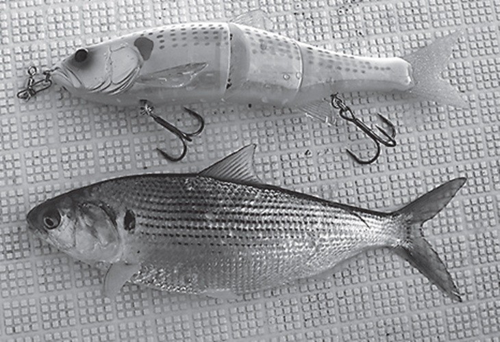 竹田ノブヒコのイチ押しルアーターゲット（第157回）］ビッグベイトで