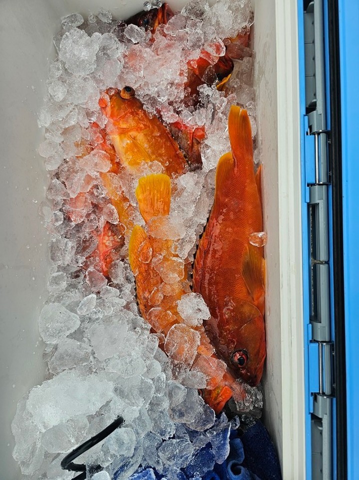【釣果速報】福岡県威徳丸でアカハタがバズる！トップは30枚！サイズも最大40cmと大型多数！数もサイズも記録更新したいなら今スグの乗船がおすすめ！