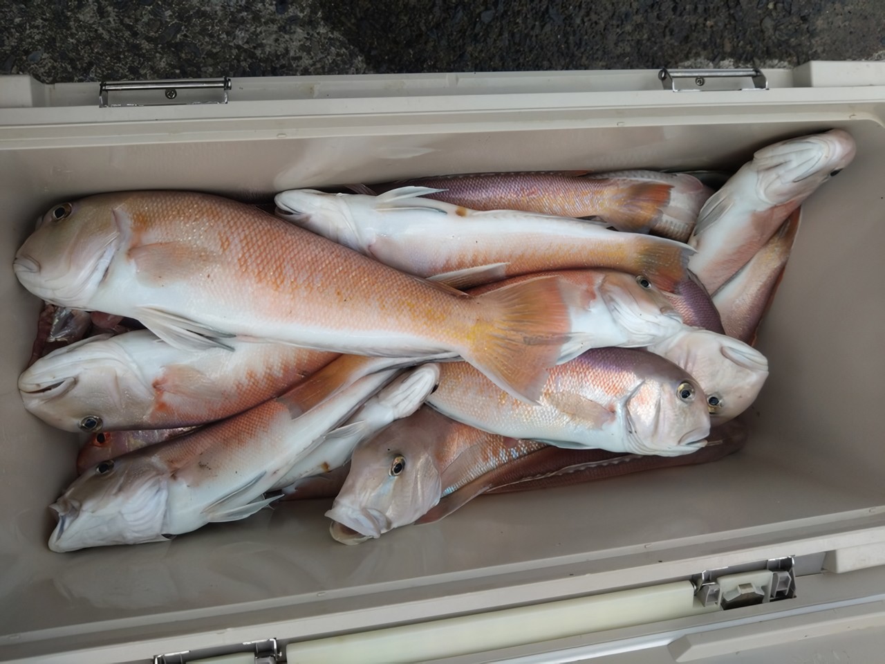 【釣果速報】静岡県興栄丸でハイパー高級魚シロアマダイが連続ヒット！釣り人が憧れる幻のターゲットをその手でゲットせよ！