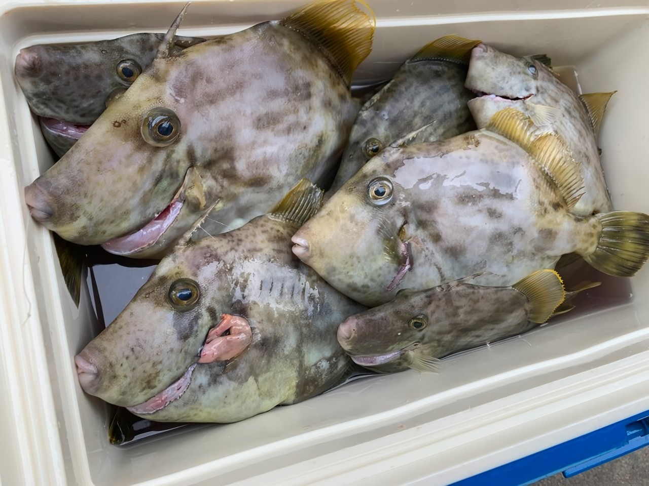 【釣果速報】千葉県福丸で良型カワハギをキャッチ！トップはどっさり31匹！大きさも質も大満足の釣行に出かけよう！