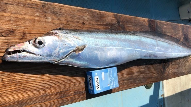 ［竹田ノブヒコのイチ押しルアーターゲット（第159回）］冬の東京湾タチウオジギング