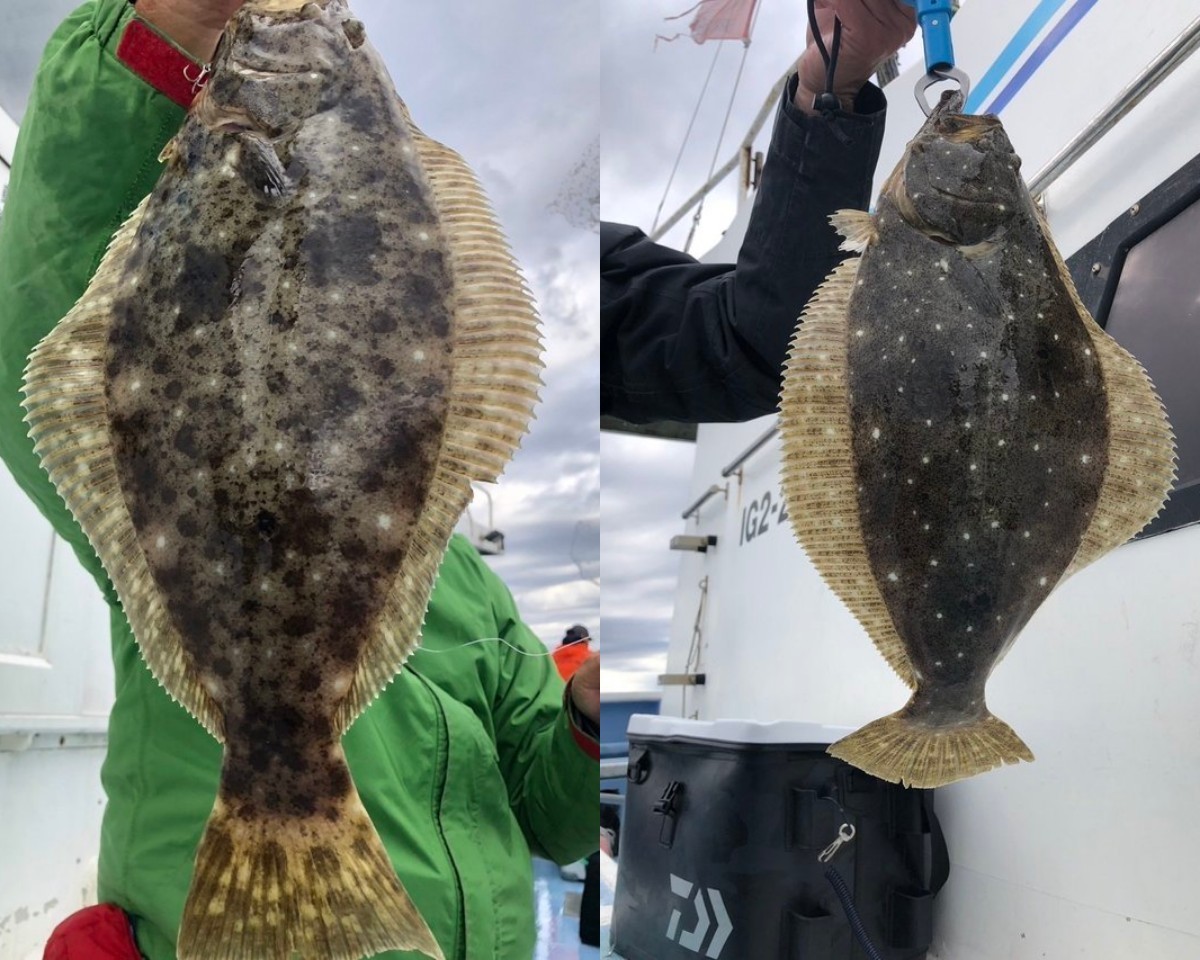 【釣果速報】ウネリをものともせず茨城県幸栄丸で2.0kgオーバーの良型ヒラメがじゃんじゃん釣れてます！