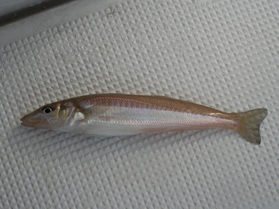 シロギスの画像