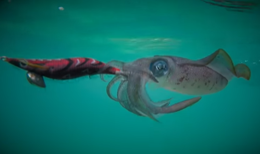 エギ　イカ　写真