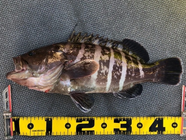 ［竹田ノブヒコのイチ押しルアーターゲット（第161回）］大原沖のスーパーライトジギング