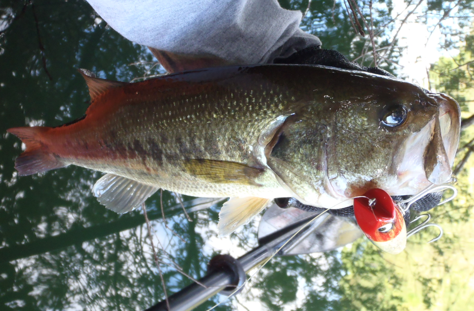 バス　ルアー　写真