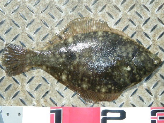 マコガレイの写真