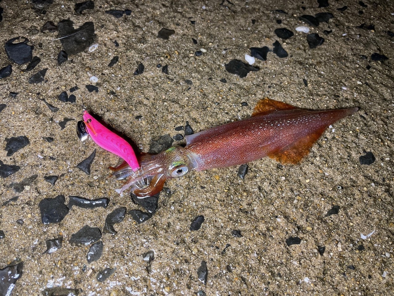 NAORYレンジ2.3で釣ったヤリイカ