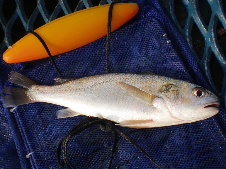 シログチの写真