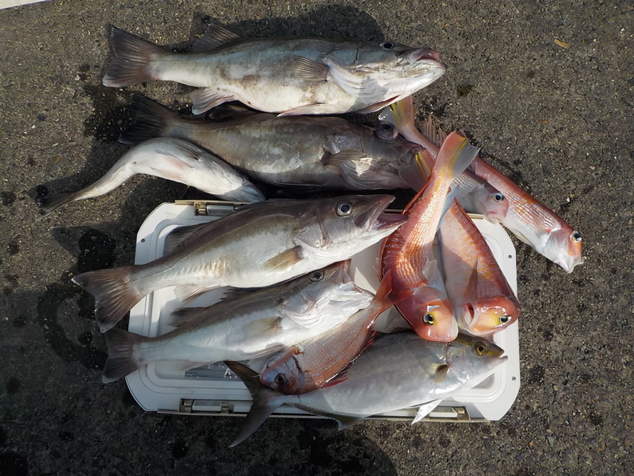 【釣果速報】千葉県稲荷丸で2.00kgアラ＆37cmアマダイGET！一度体感するとクセになる引きの強さをぜひ味わって！