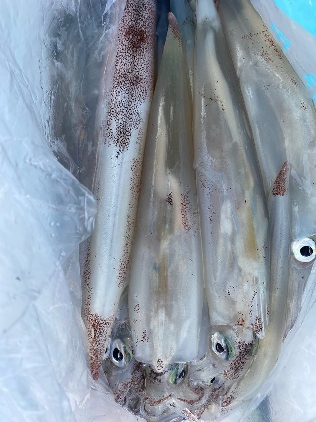 釣果