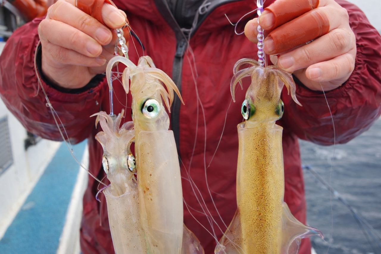 ヤリイカの写真