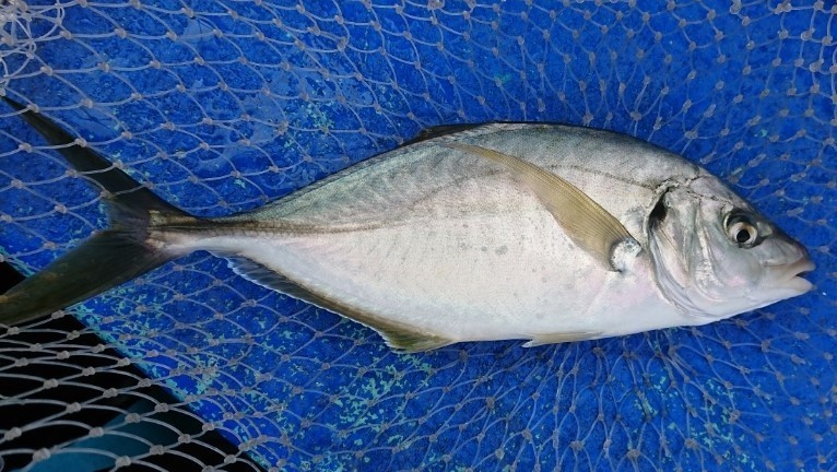 シマアジの画像