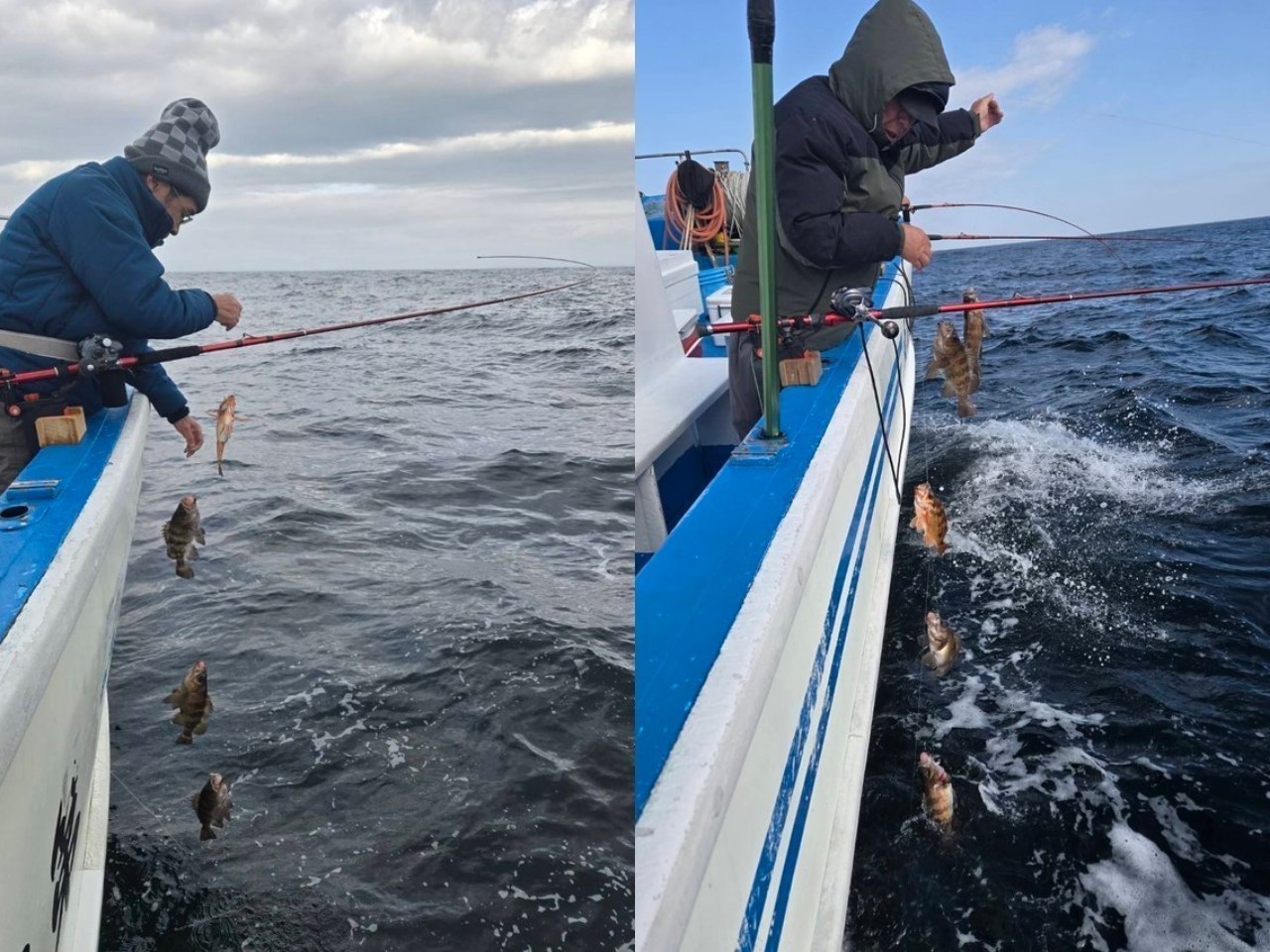 【釣果速報】福島県つりエサ豊漁でメバル60匹GET！尺超えメバルもGET！メバルの習性を理解して尺サイズを釣り上げよう！