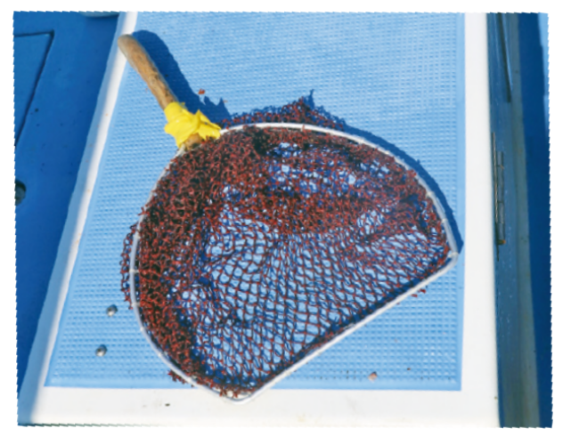 イサキ釣りの便利アイテム