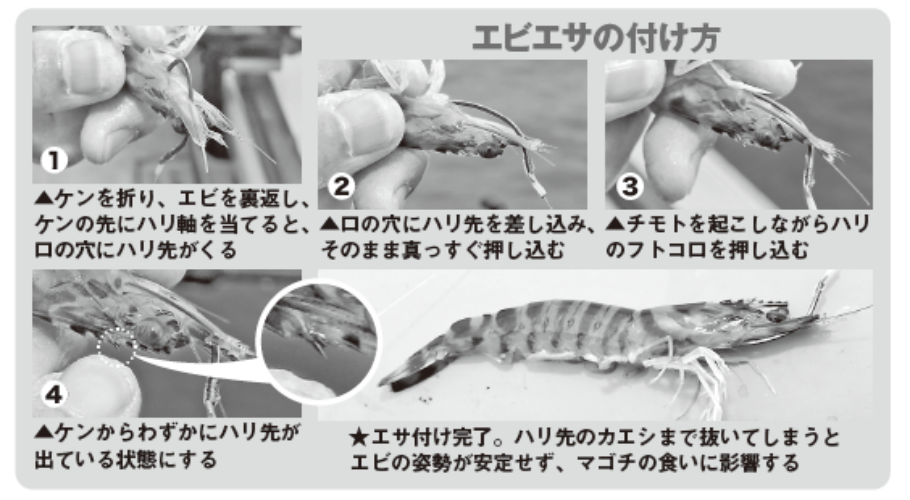 エビエサの付け方