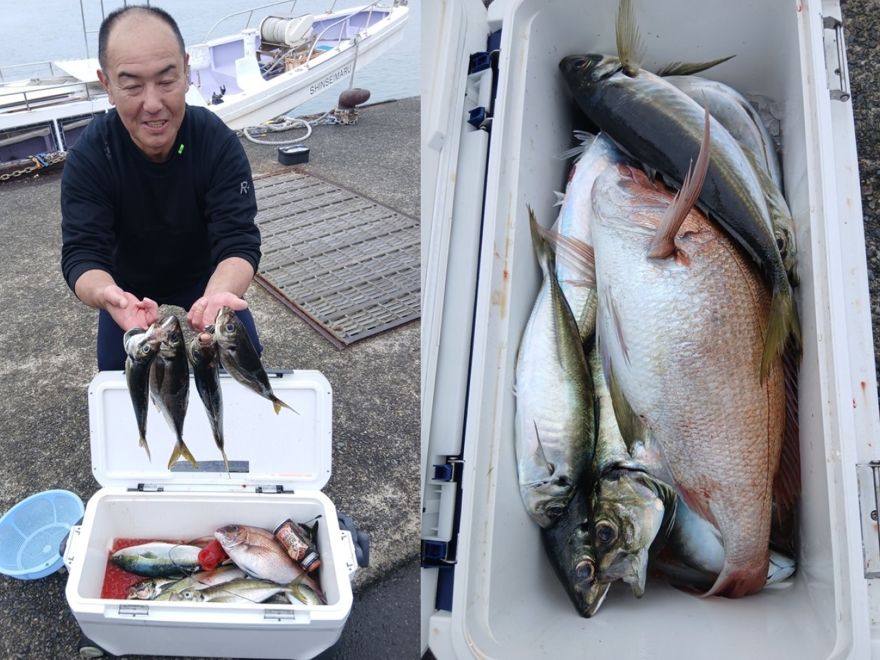 【釣果速報】静岡県SHINSEIMARUでマアジ同時ヒット＆連発の大フィーバー！40cmオーバーの良型もじゃんじゃん釣れてます！