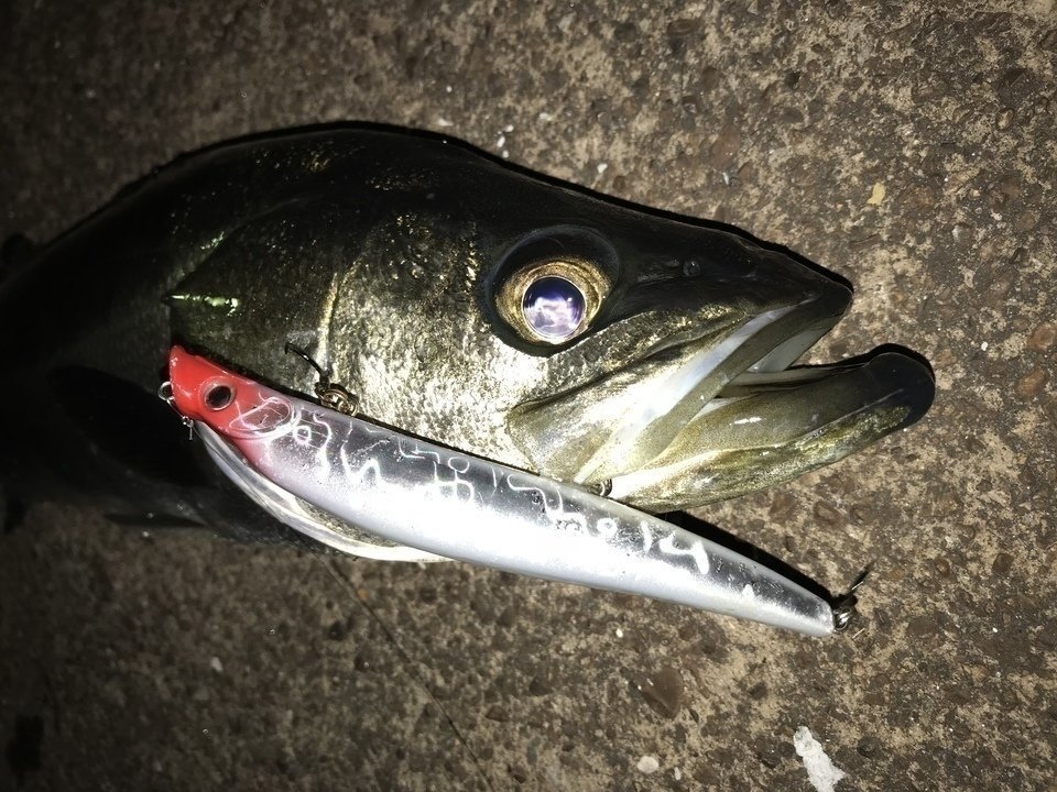 シーバス　写真