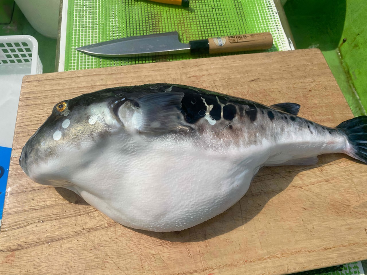 釣果