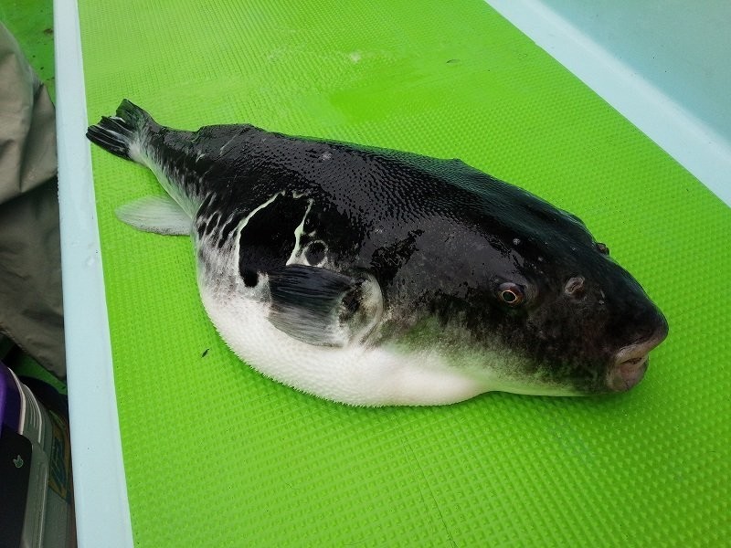トラフグの画像