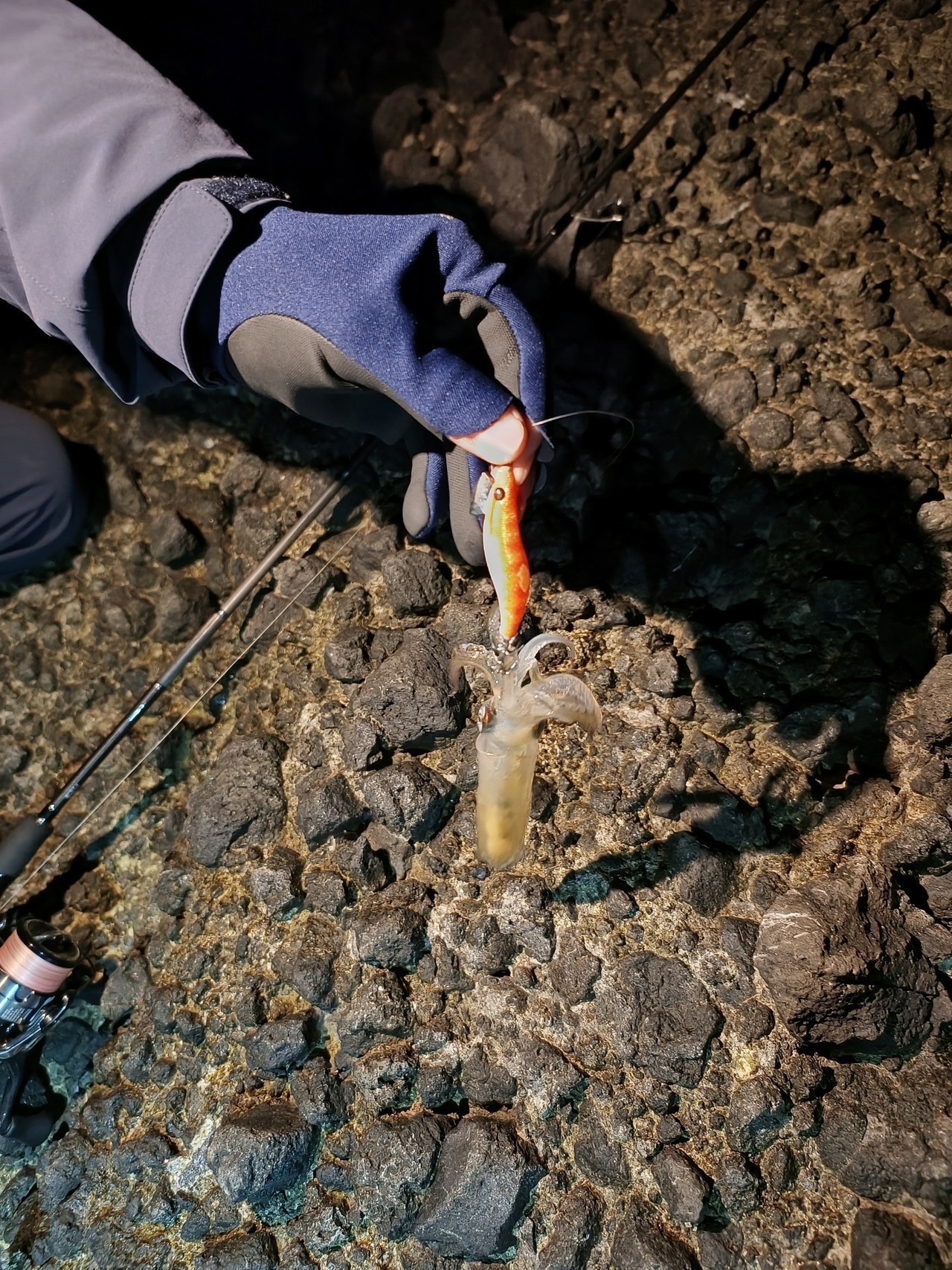 磯場で釣れたマメイカ