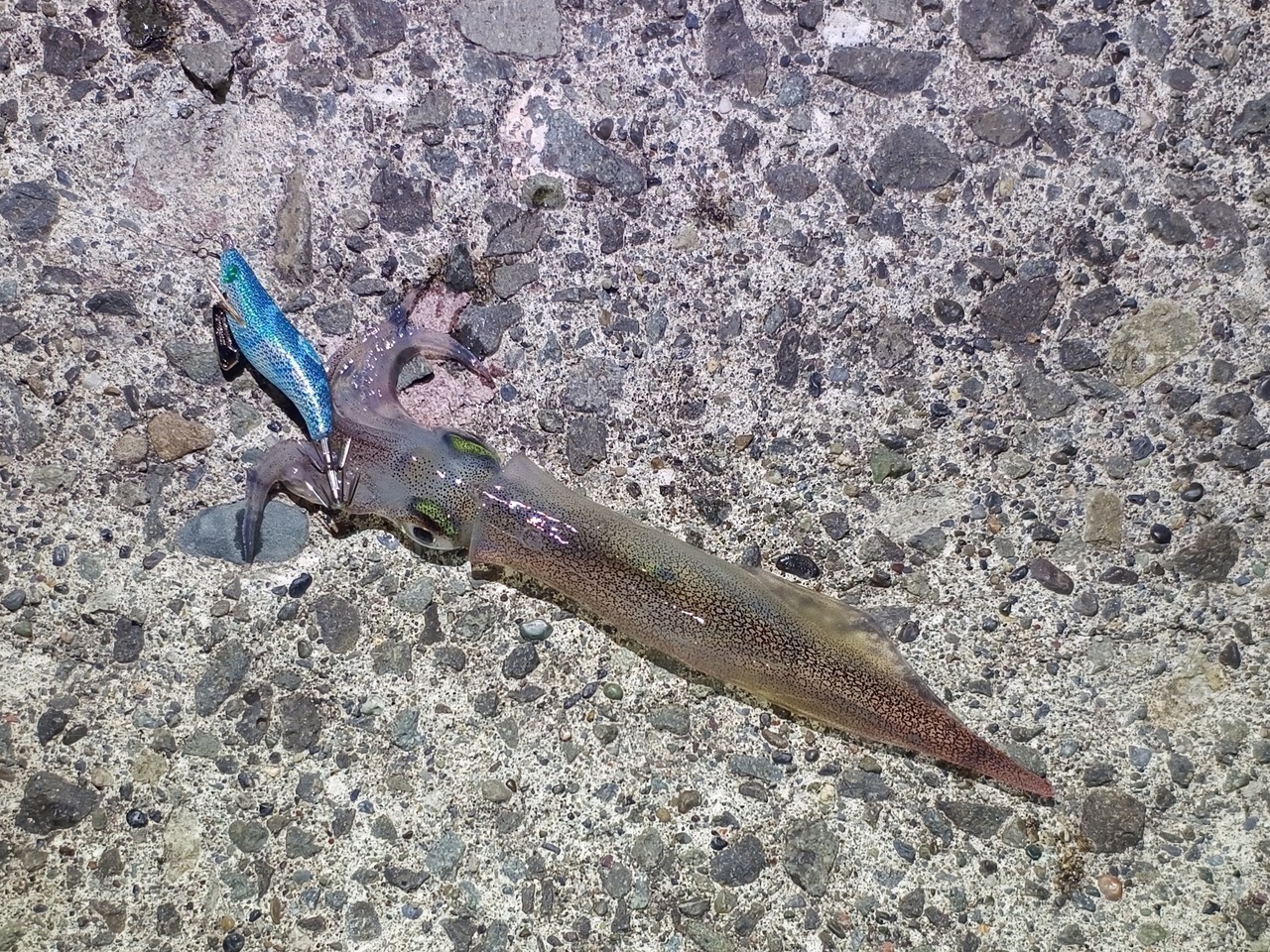 最後に絞り出したヤリイカ