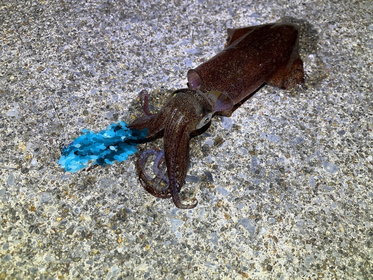 プロト品で釣れたマメイカ