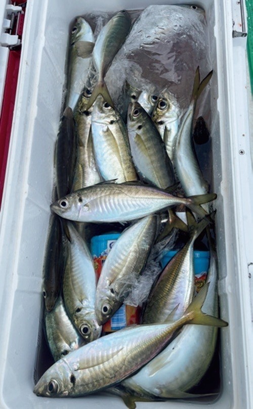 魚の写真