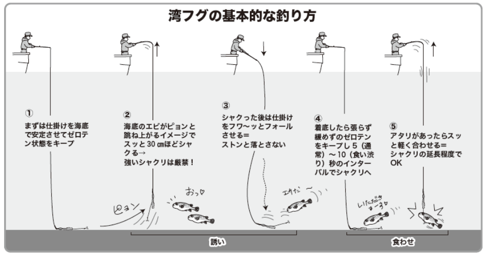 湾フグの基本的な釣り方