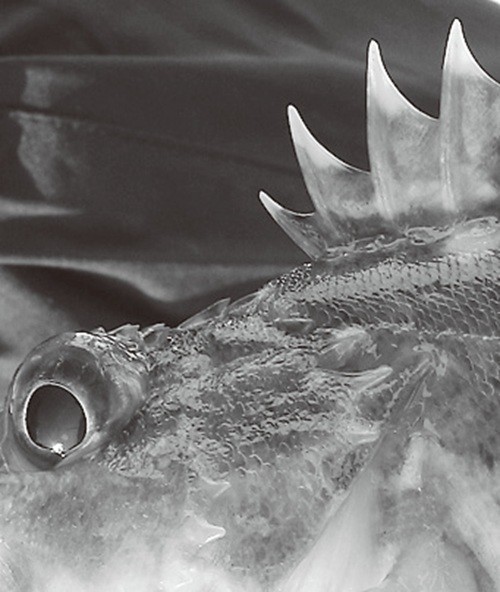魚の写真