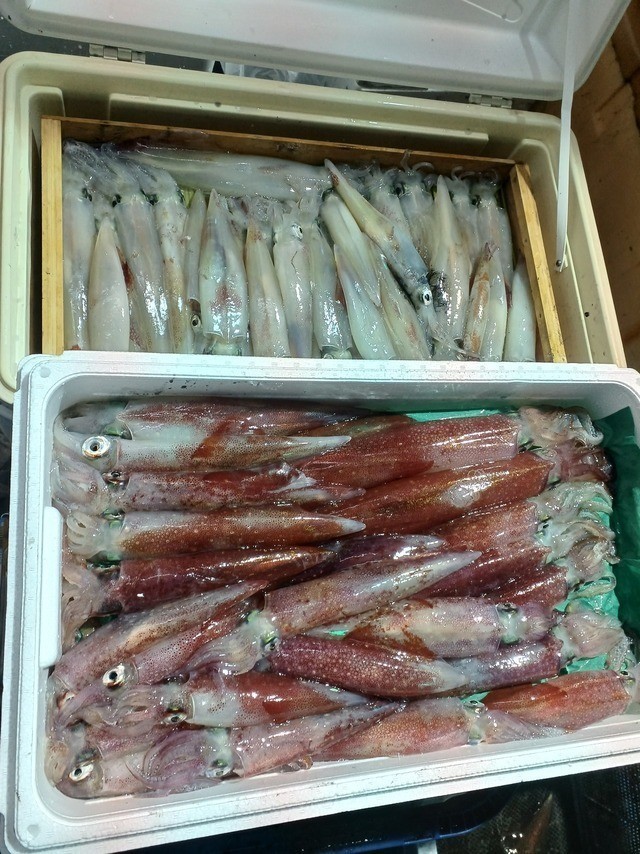 釣果