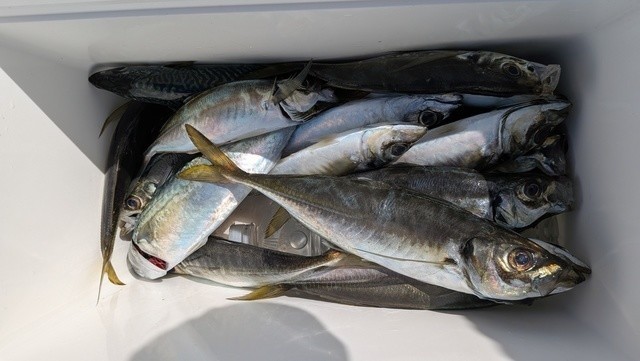 釣果