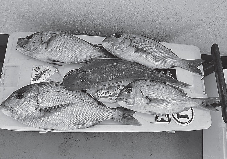 魚の写真