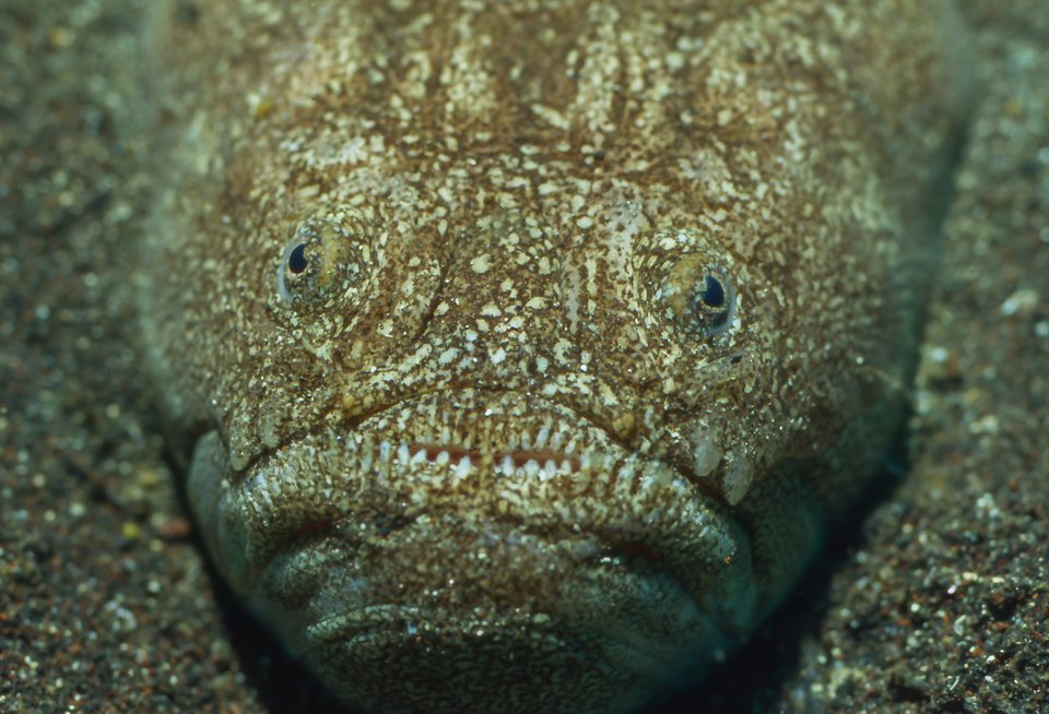 ミシマオコゼ　写真