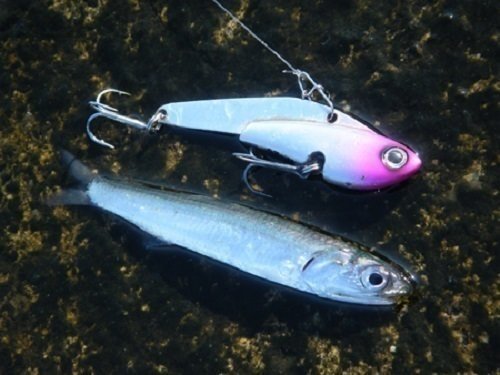 ルアー シーバス