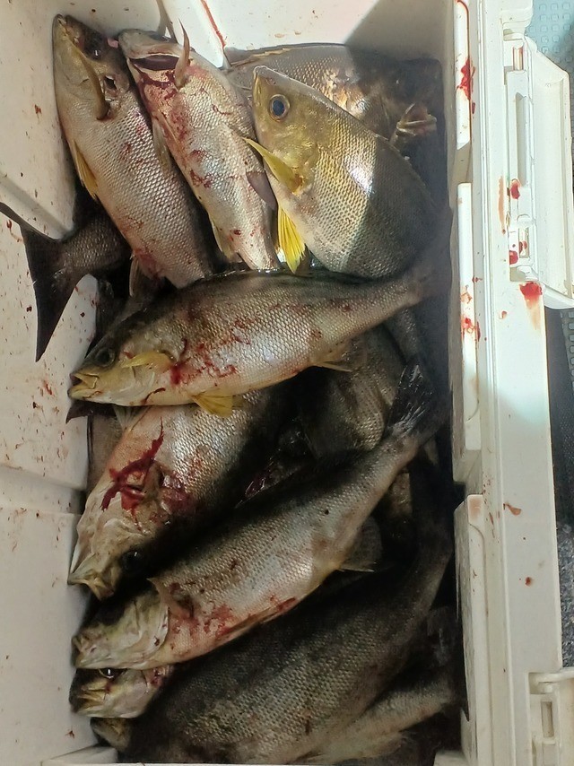 釣果