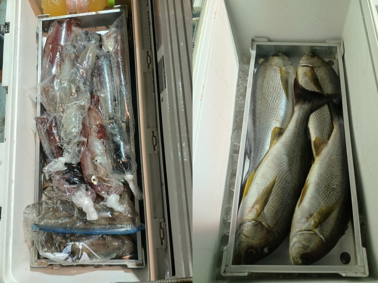 釣果