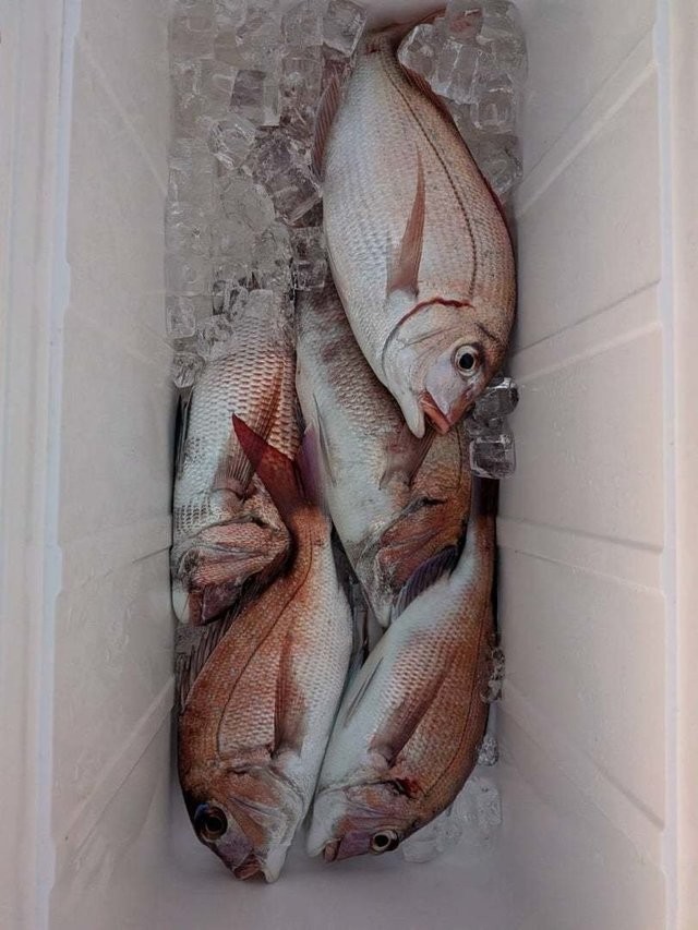 釣果