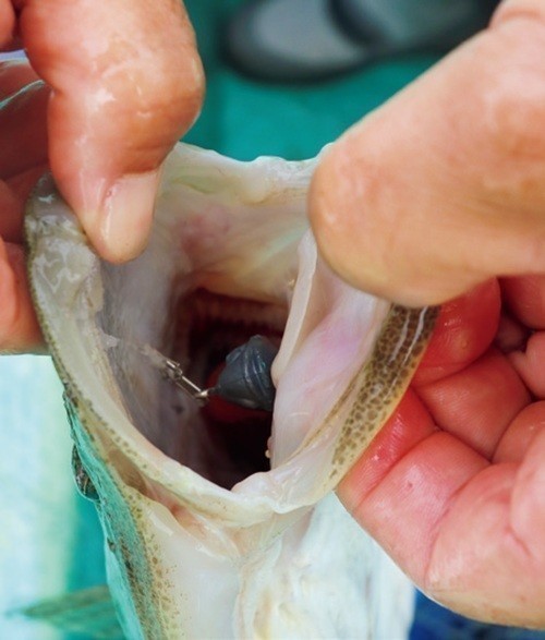 魚の写真