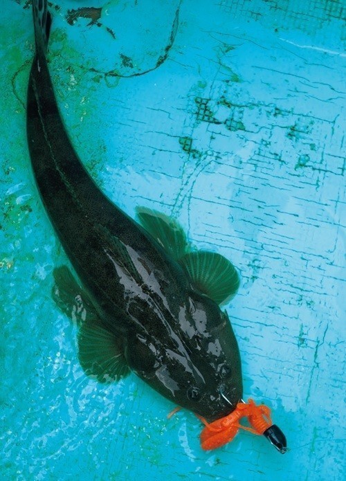魚の写真