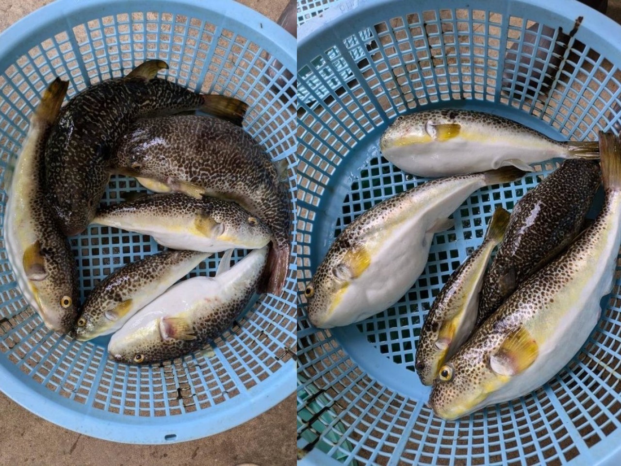 【釣果速報】千葉県隆正丸でショウサイフグが良型中心に上がる！40cm級のジャンボフグも登場！夏の絶品フグをビッグサイズで手に入れよう！