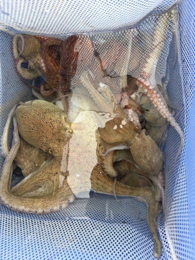 釣果
