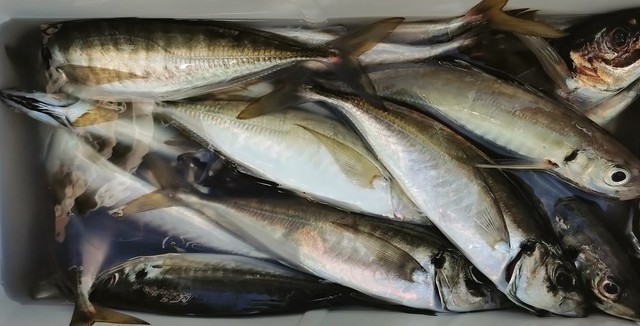 釣果