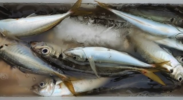 釣果