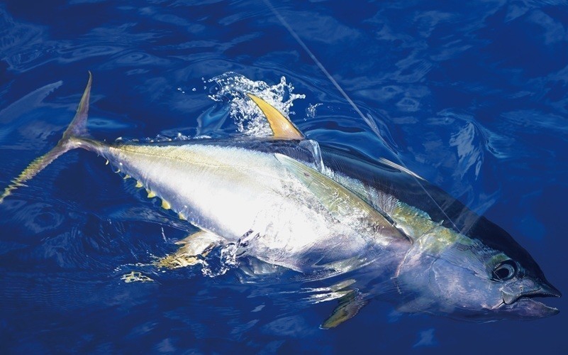 魚の写真