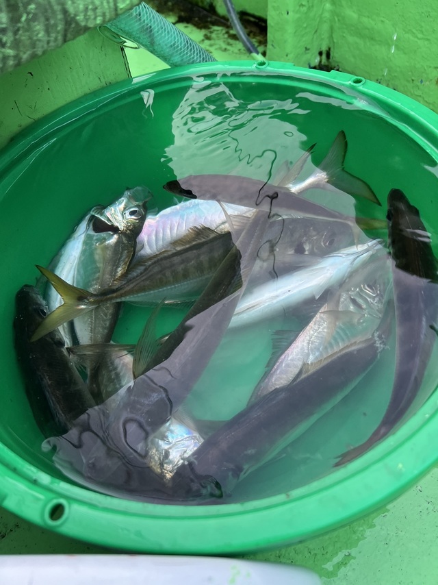 釣果