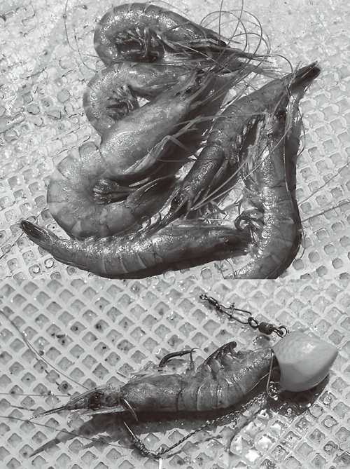 エビエサの写真