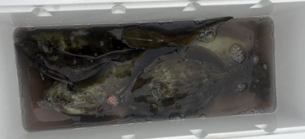 釣果