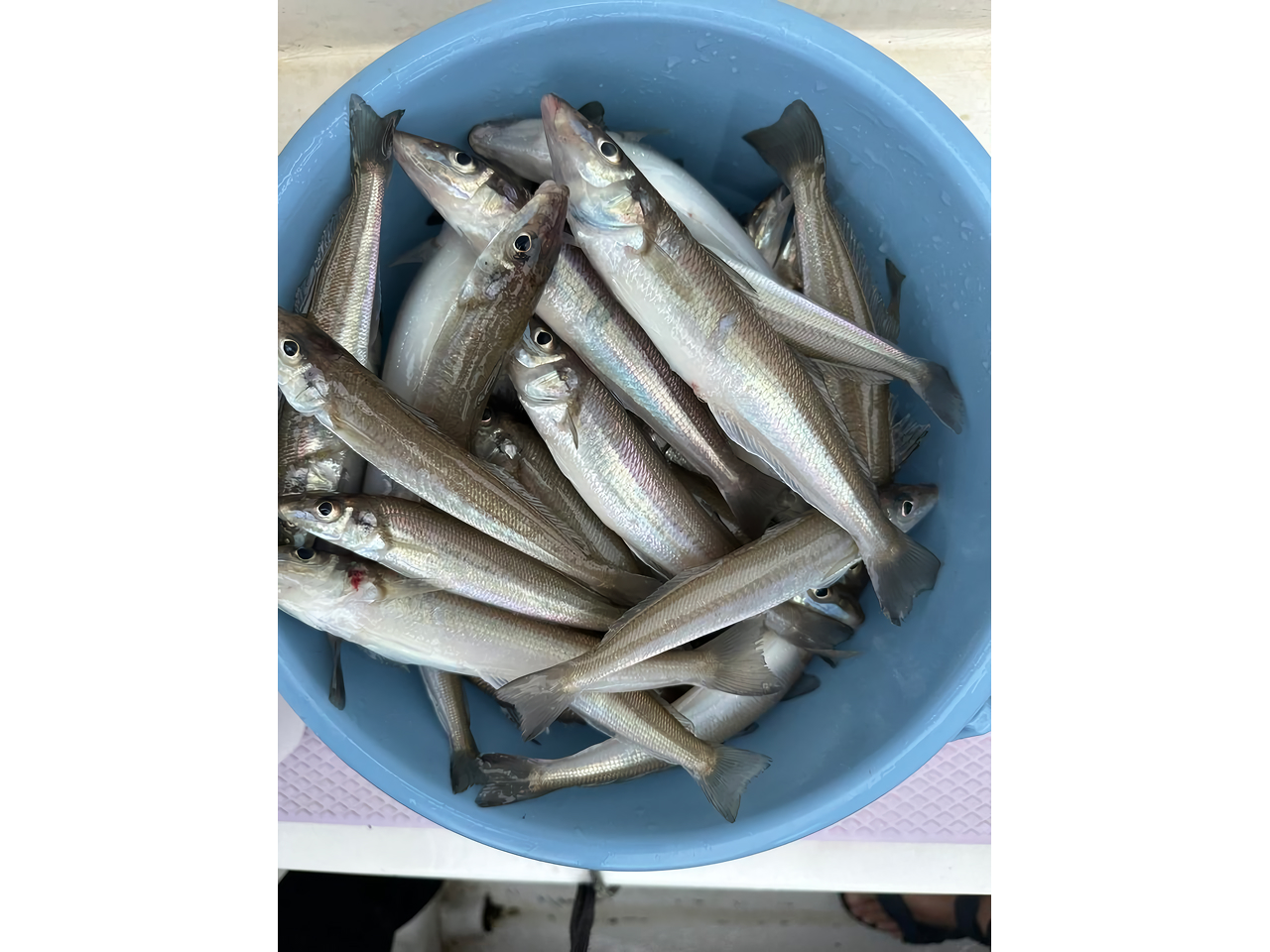 釣果