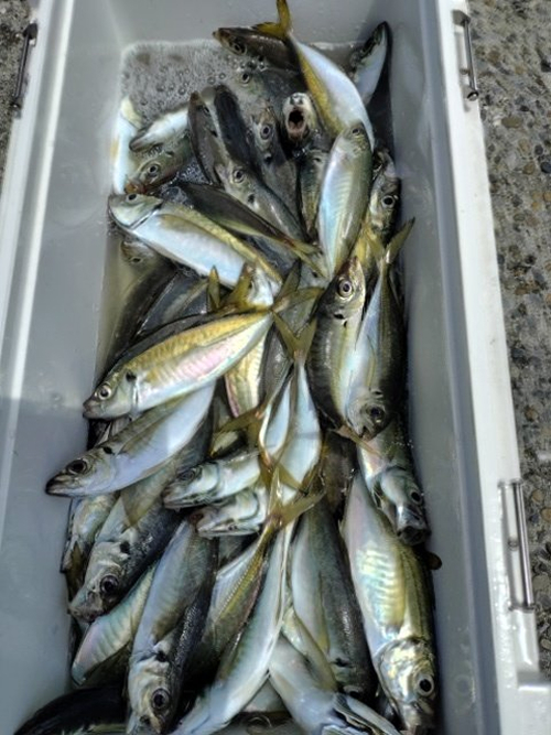 釣果